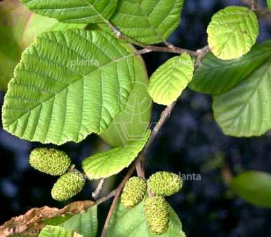 Alnus incana 