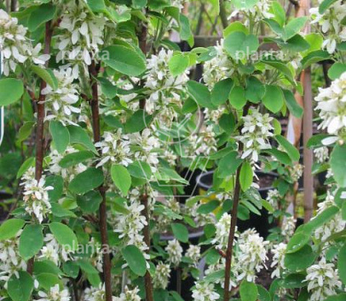 Amelanchier alnifolia 'Obelisk'