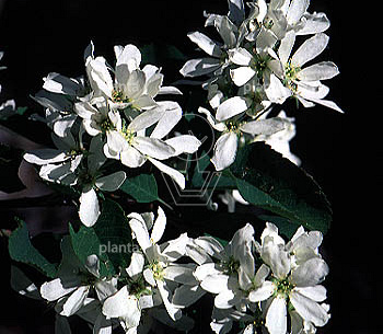 Amelanchier arborea 'Robin Hill'