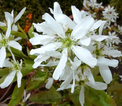Amelanchier laevis 'Ballerina'