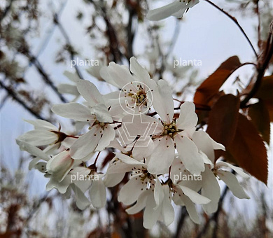 Amelanchier laevis 'Snowflakes'