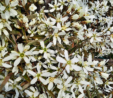 Amelanchier lamarckii