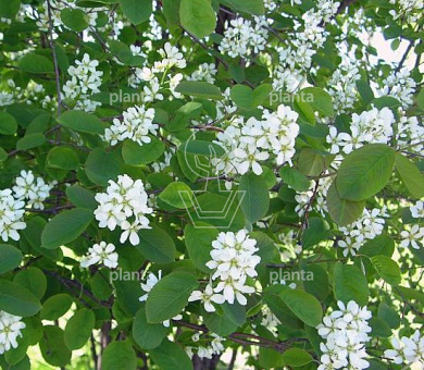 Amelanchier spicata