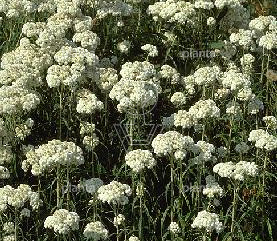 Anaphalis margaritacea