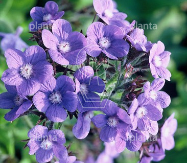 Anchusa azurea 'Loddon Royalist'