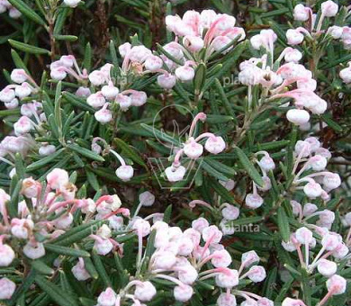 Andromeda polifolia 'Compacta'
