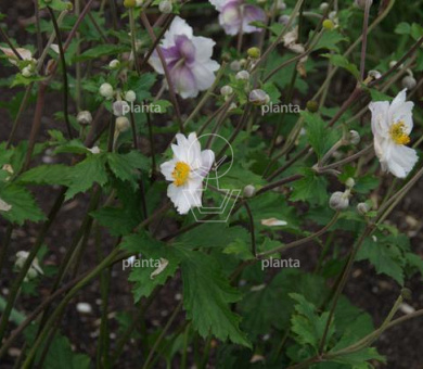 Anemone 'Dreaming Swan'