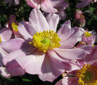 Anemone hupehensis 'September Charm'
