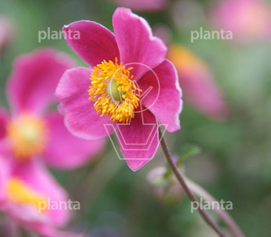 Anemone hupehensis 'Splendens'