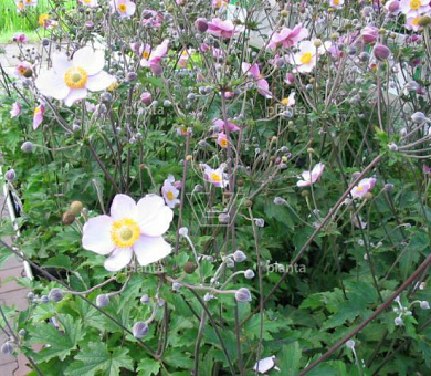 Anemone hybrida 'Hadspen Abundance'