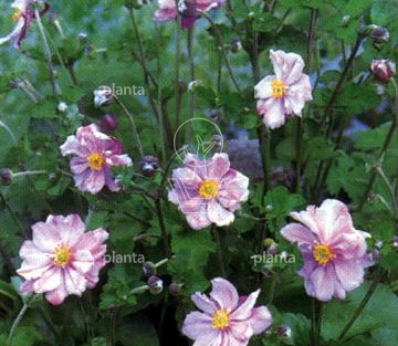 Anemone hybrida 'Königin Charlotte'