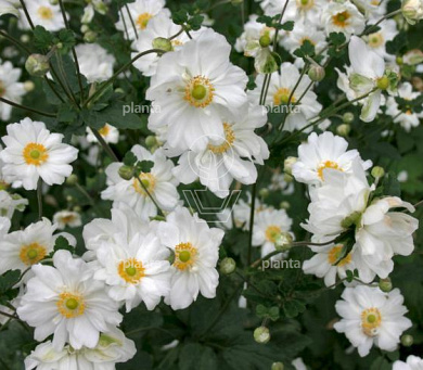 Anemone hybrida 'Whirlwind'