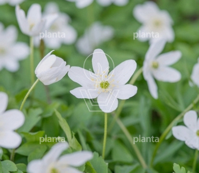Anemone nemorosa