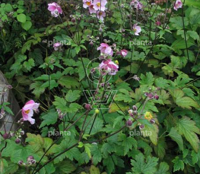 Anemone tomentosa 'Robustissima'