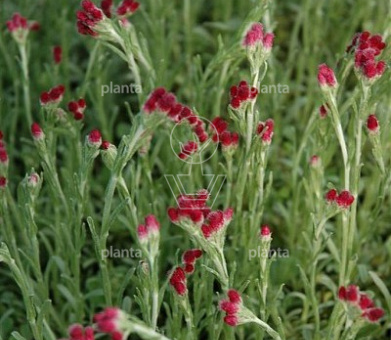 Antennaria dioica 'Rubra'