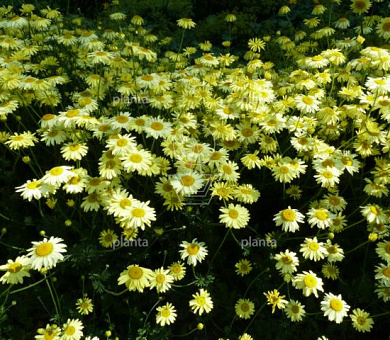 Anthemis hybrida 'E.C. Buxton'