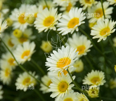 Anthemis hybrida 'Sauce Hollandaise'