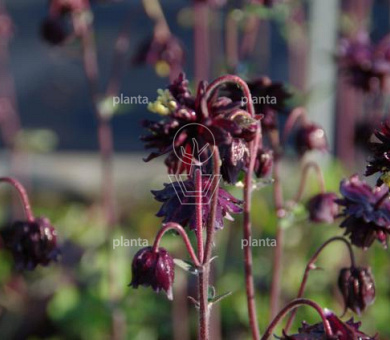 Aquilegia vulgaris 'Black Barlow'