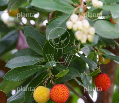 Arbutus unedo