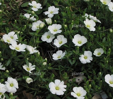 Arenaria montana