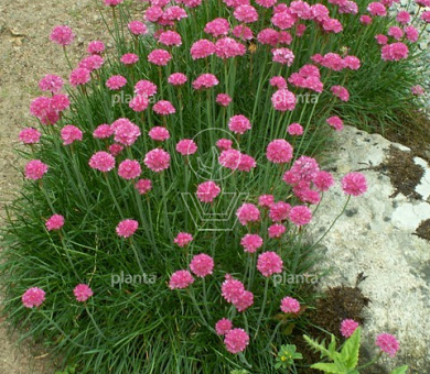 Armeria maritima 'Splendens'