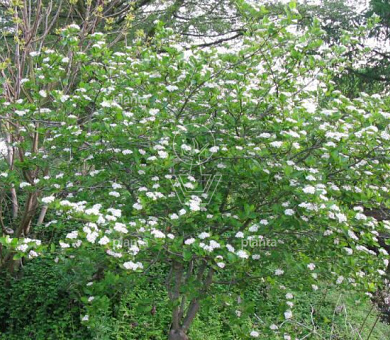 Aronia prunifolia 'Viking'