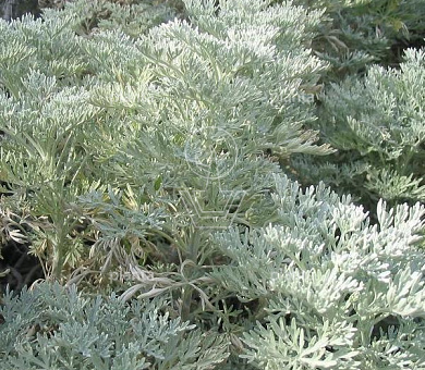 Artemisia 'Powis Castle'