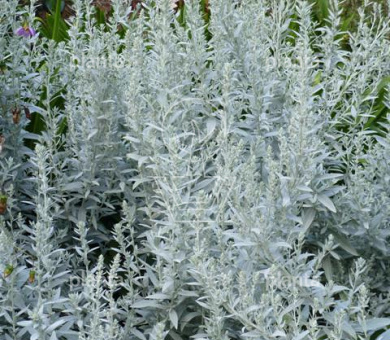Artemisia lud. 'Silver Queen'