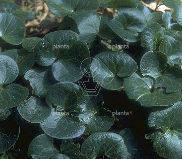 Asarum europaeum