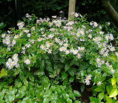 Aster ageratoides 'Stardust'