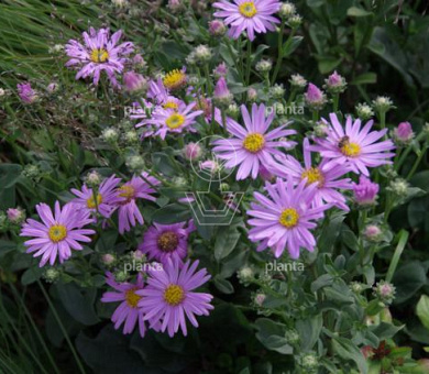 Aster amellus 'Rosa Erfüllung'