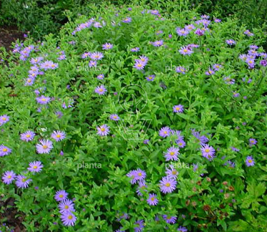 Aster frikartii 'Mönch'