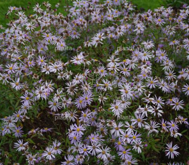 Aster pyrenaeus 'Lutetia'