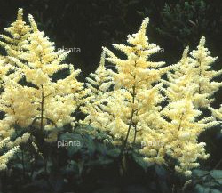Astilbe x arendsii 'Brautschleier'
