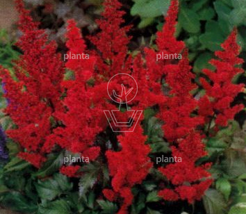 Astilbe x arendsii 'Fanal'