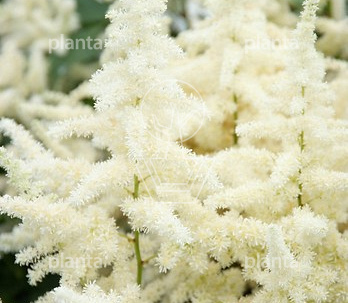 Astilbe japonica 'Deutschland'
