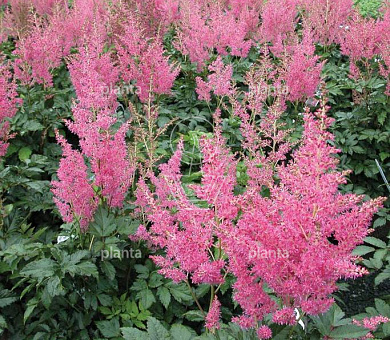Astilbe japonica 'Rheinland'