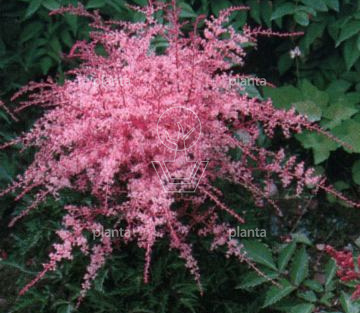 Astilbe simplicifolia 'Sprite'