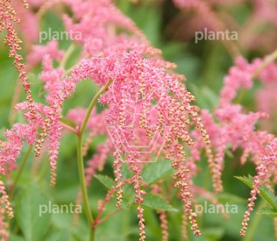 Astilbe thunbergii 'Straussenfeder'
