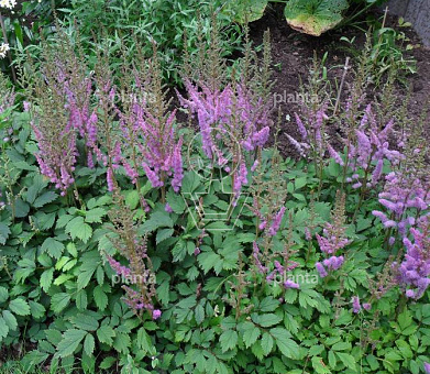 Astilbe chinensis 'Pumila'