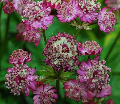 Astrantia 'Moulin Rouge'