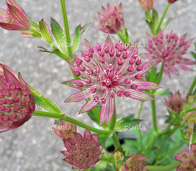 Astrantia major 'Roma'