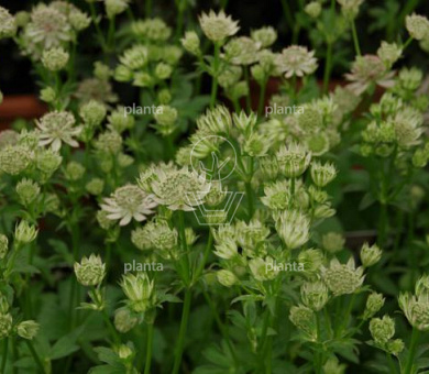 Astrantia major 'Florence' 
