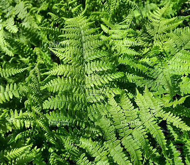 Athyrium filix-femina