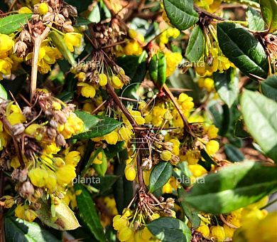 Berberis julianae