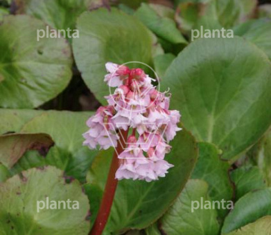 Bergenia 'Baby Doll'