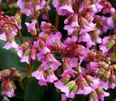 Bergenia 'Rosi Klose'