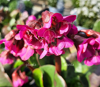 Bergenia cordifolia 'Eroica'