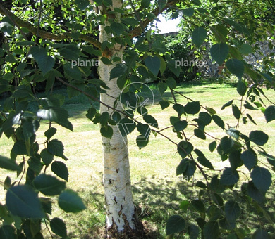 Betula utilis jacquemontii