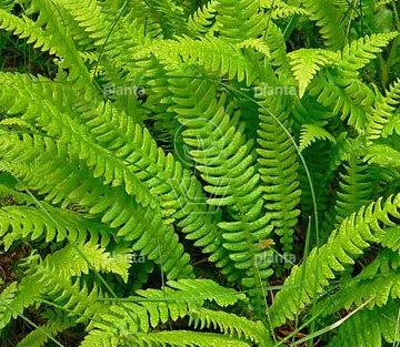 Blechnum spicant